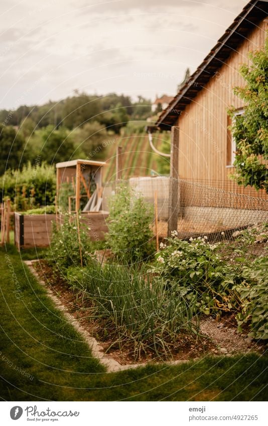 Garden vegetable patch Green Grass Lawn Garden Bed (Horticulture) Suburb Village idyll Gardening Garden plants Vegetable bed onions Earth Agricultural crop