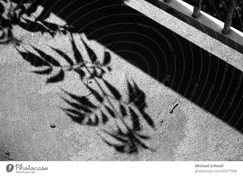 Plant shade on the sidewalk next to a railing shadow and light Shadow Shadow play Dark side Shadowy existence Silhouette Light Sunlight shade dispenser