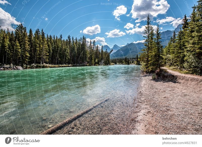 Everything is in flux Water Adventure trees Forest Far-off places River Vacation & Travel Wanderlust Banff National Park Alberta Rocky Mountains North America