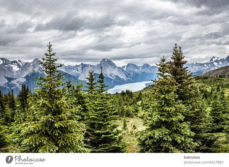 forest stories Jasper national park Alberta Sky North America Landscape Fantastic Exterior shot especially wide Nature trees Adventure Hiking Canada Wanderlust