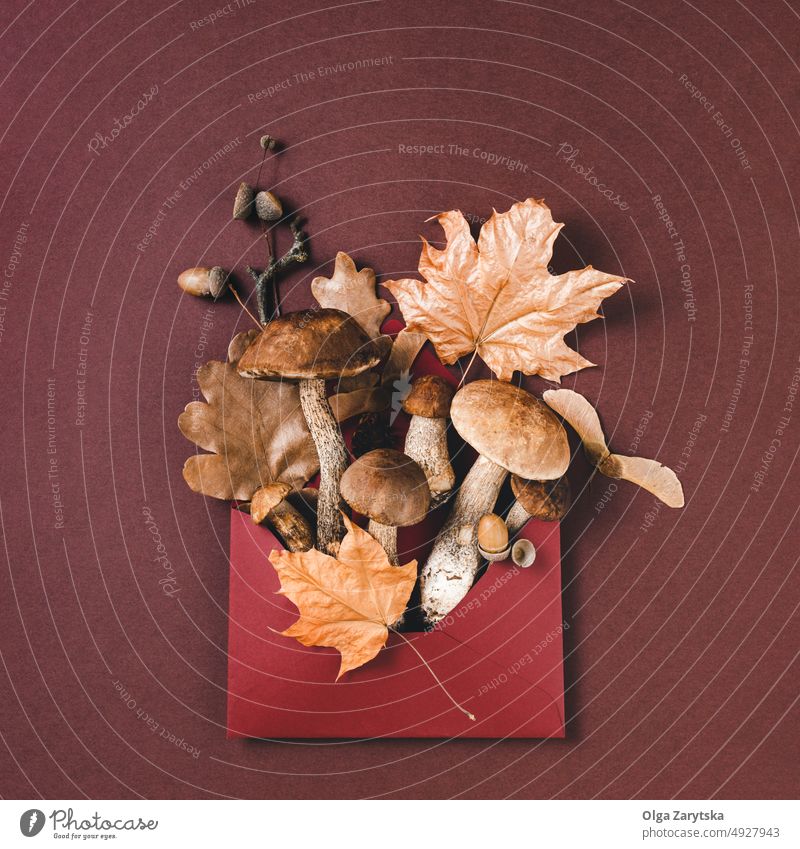 Mushrooms on brown background. autumn fall concept color harvest envelope leaf dry mushroom fungal wild minimal edible organic vegetarian nature season fungus