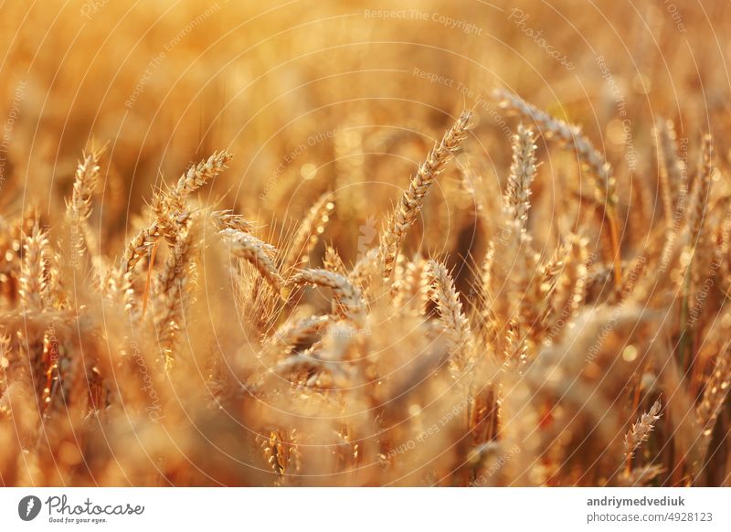 Wheat field, golden ears of wheat swaying from the wind. View of ripening wheat field at summer day. Agriculture industry in Ukraine. famine in the world. Russia war in Ukraine