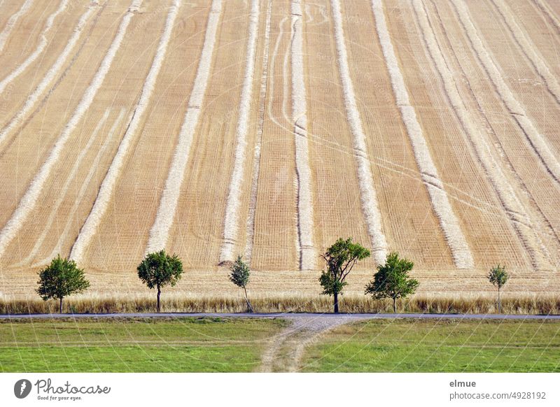 Swaths of straw and conspicuous ruts on a mown field on a slope, in front of six different small deciduous trees, a road and a meadow / Summer Field harvested