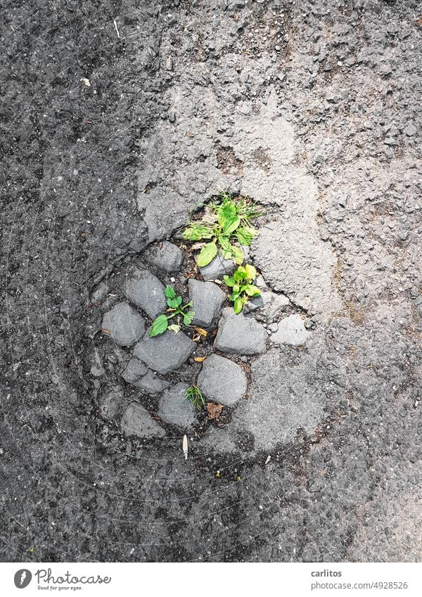 This is the breakthrough !  | Broken asphalt Street Cobblestones Pothole Plant Weed Lanes & trails Stone Paving stone Pavement Sidewalk Footpath Gray Asphalt