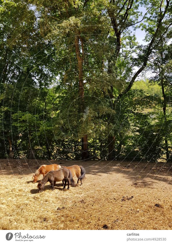 Three ponies with straw in the head Bangs Horse Farm animal hobby free time Keeping of animals Discontinuation Animal Landscape Summer feeding Straw