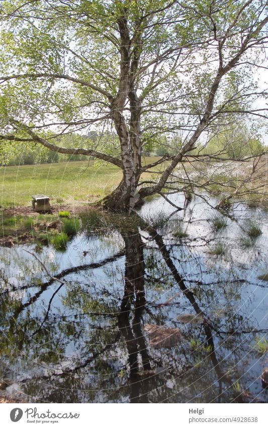 Birch tree with reflection in bog lake, on a meadow is a bench Tree Bog Moor lake Meadow Bench Spring Sky Clouds Nature Landscape silent tranquillity Idyll
