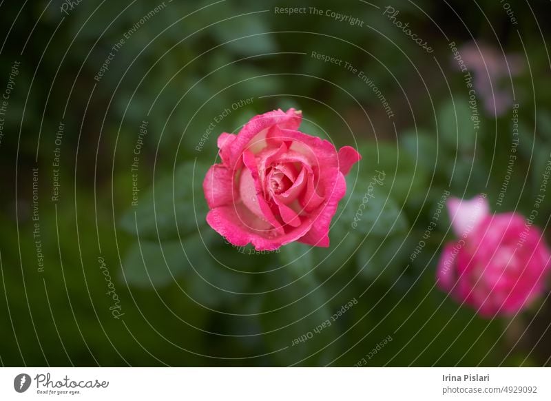 A rose in button with a coral color. Day shooting, outdoor and without character. Front view. 2020 autumn background beautiful beauty bloom blooming blossom