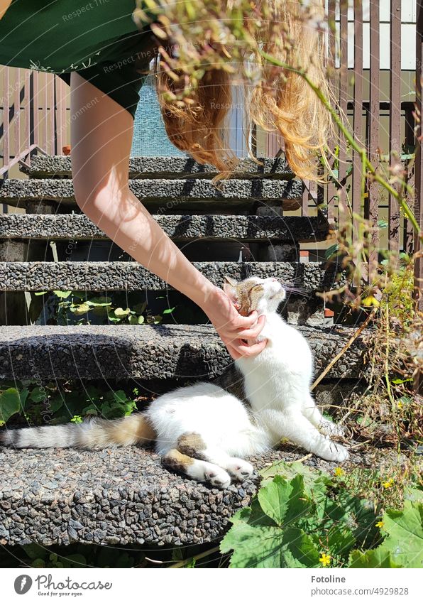A young woman says goodbye to an incredibly cuddly house cat. The cat enjoys the caresses in the sun on the stairs. Cat Pelt Pet Animal Domestic cat Girl