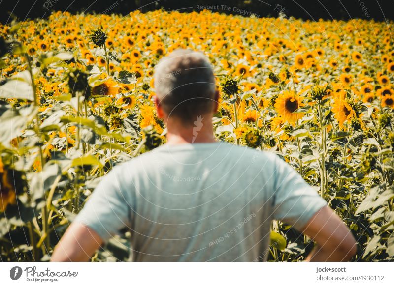 Summer, sunshine, sunflowers and me Sunflowers Sunflower field Nature Yellow Blossoming Sunlight blurriness Flower field Agricultural crop Growth Relaxation Man