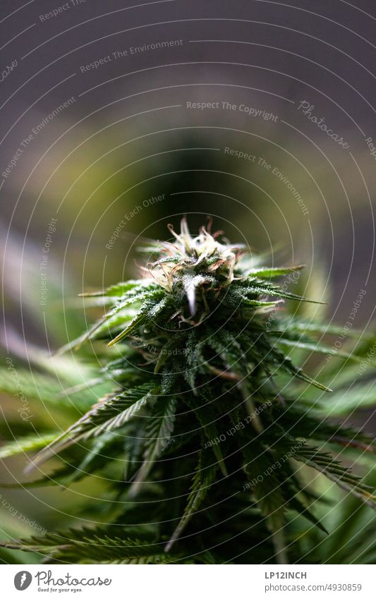 sWEED. IV Cannabis Blossom Alternative medicine Hemp thc Grass Medication Marijuana Plant legalize naturally Dope weed Trichomes harvest season Harvest buds