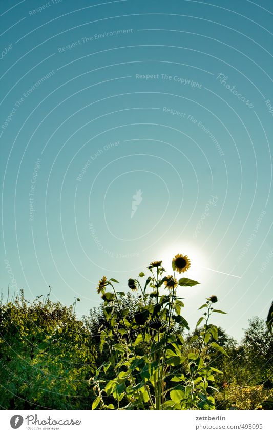 Sunflower under the text space Garden Environment Nature Sky Cloudless sky Autumn Climate Climate change Weather Beautiful weather Plant Flower Blossom Park