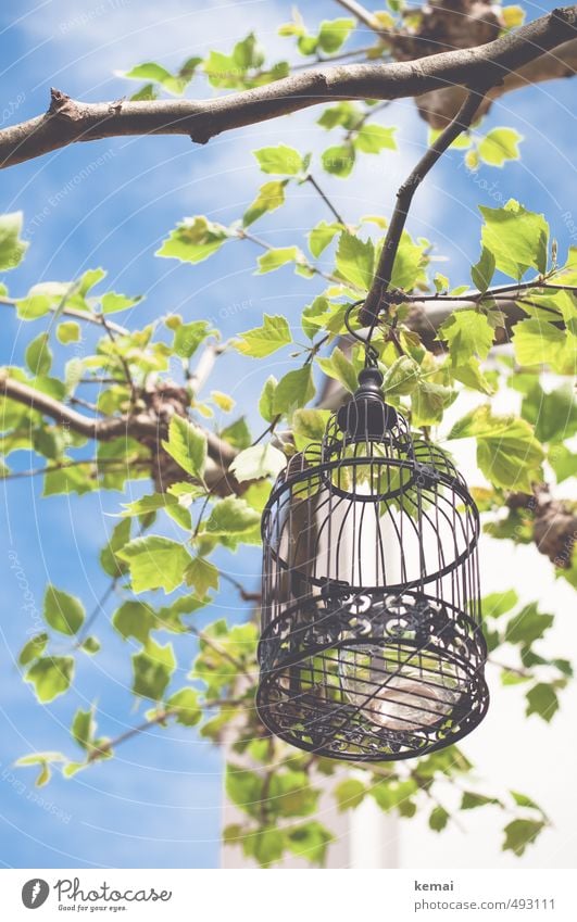 Get me out of the cage Environment Nature Plant Sky Clouds Sunlight Summer Beautiful weather Warmth Tree Leaf Branch Twig Garden Park Cage Bird's cage