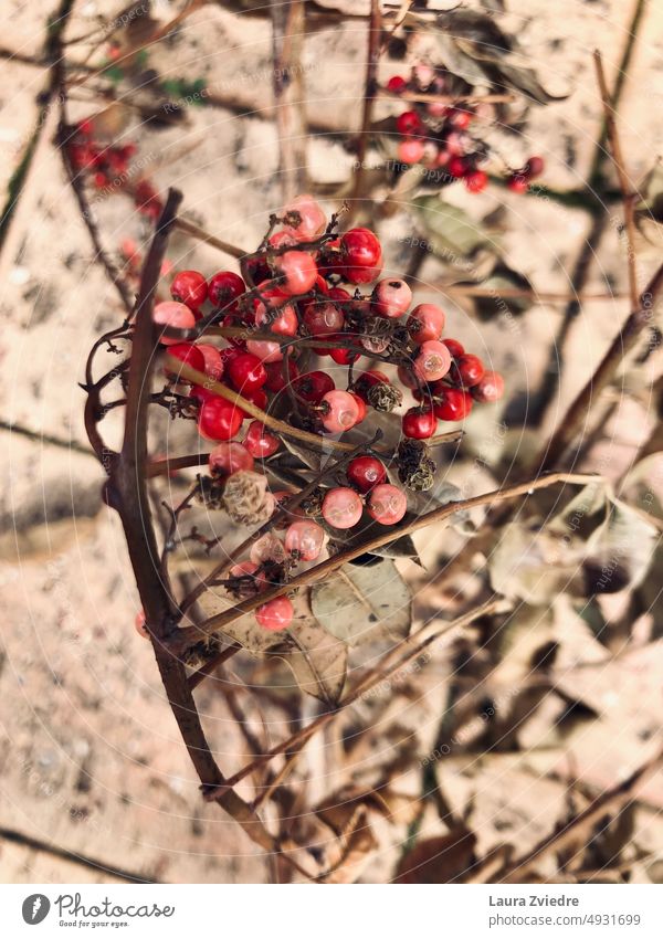 Dried berries on the brick background Berries old berries dried branch red berries Close-up Nature Red Plant Natural