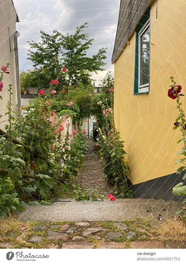 mauerBLÜMCHEN wallflower Plant Flower Wall (barrier) Exterior shot Green Nature