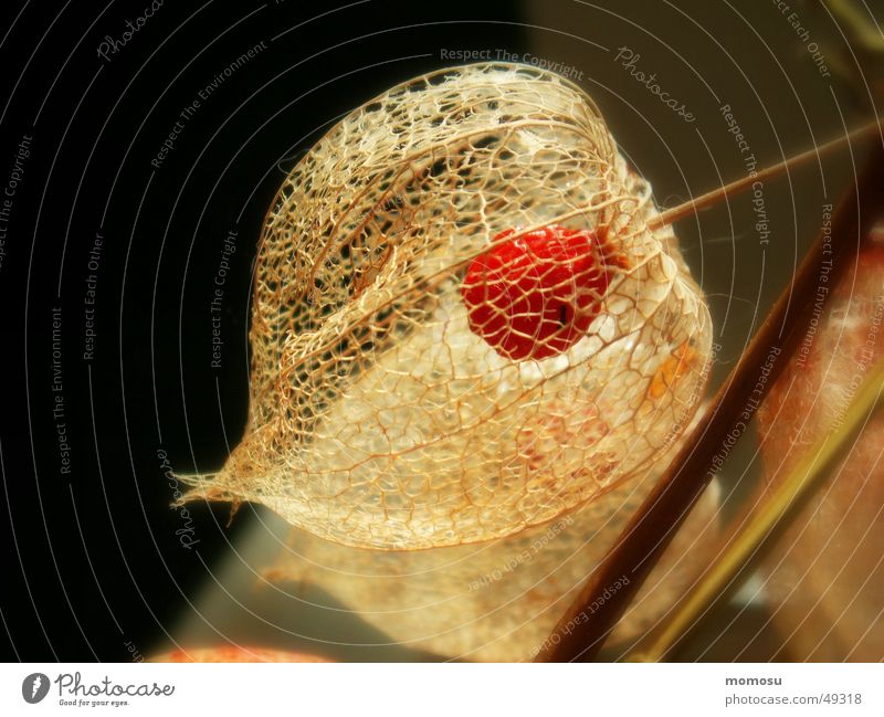 when the inside becomes visible Chinese lantern flower Autumn Grating Seed plant detail