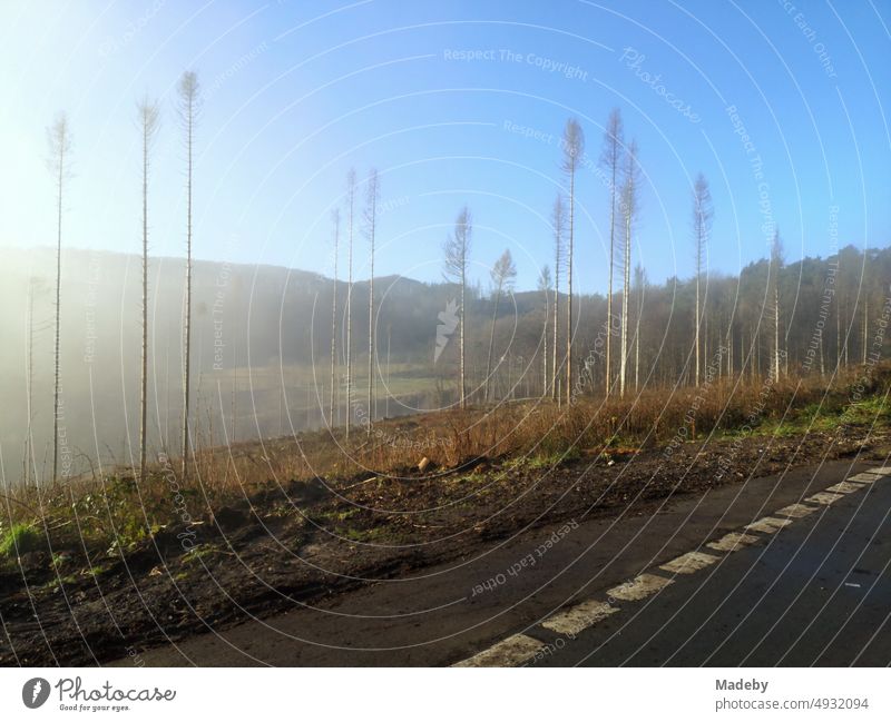 Country road between Oerlinghausen and Bielefeld with blue sky and sunshine after light fog in the Teutoburg Forest in East Westphalia-Lippe German Germany