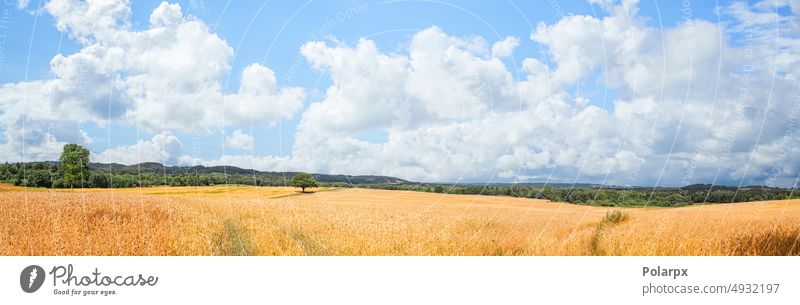 Summer landscape with golden wheat fields scenery farmland cereals light clouds environment green flour corn scenic grow grass bread barley outdoors panoramic