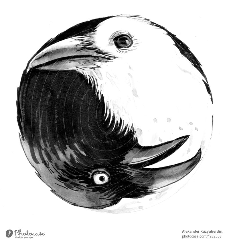 Black and white crow birds as a Yin Yang symbol. Ink and watercolor drawing yin yang black and white crows animal art artwork background cartoon clip art