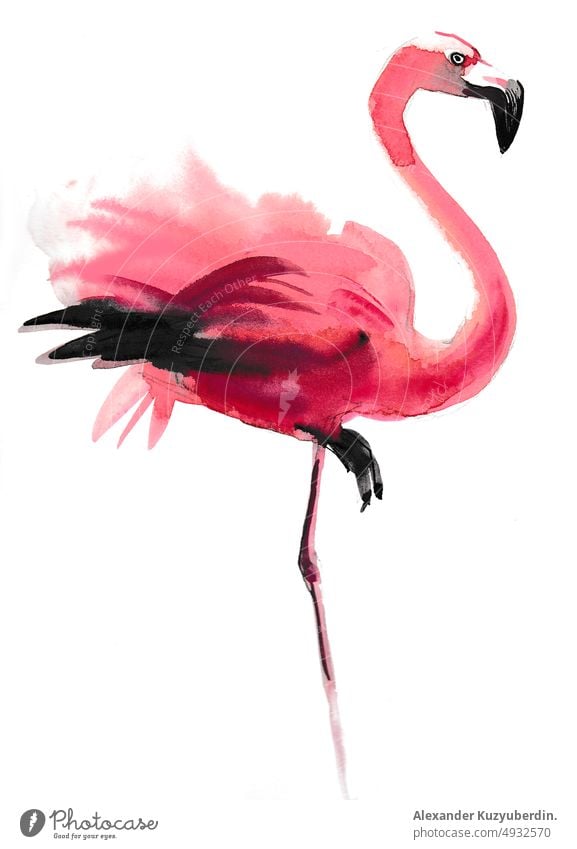 Pink flamingo bird. Ink and watercolor drawing animal pink feathers painting illustration sketch watercolour art artwork background
