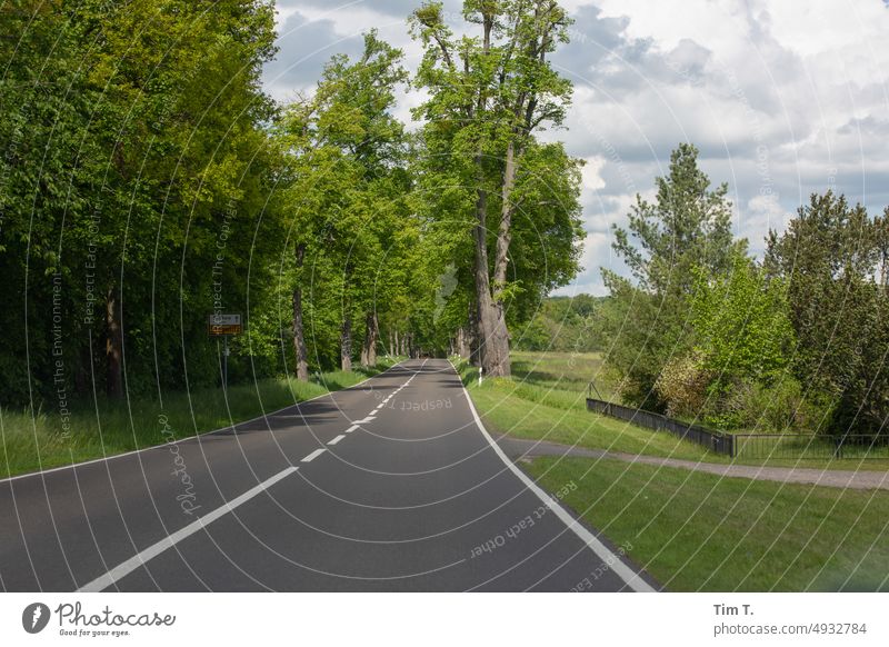 an avenue in Brandenburg summer Summer Avenue Colour photo Tree Exterior shot Nature Street Deserted Landscape Day Country road Lanes & trails