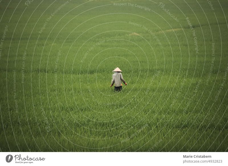 Fog over the vast ricefields in Ninh Binh Vietnam showing the candid peaceful daily life of rural life and slow living ninh binh vietnam countryside farmer