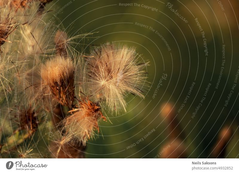 velcro Plant Bushes - a Royalty Free Stock Photo from Photocase