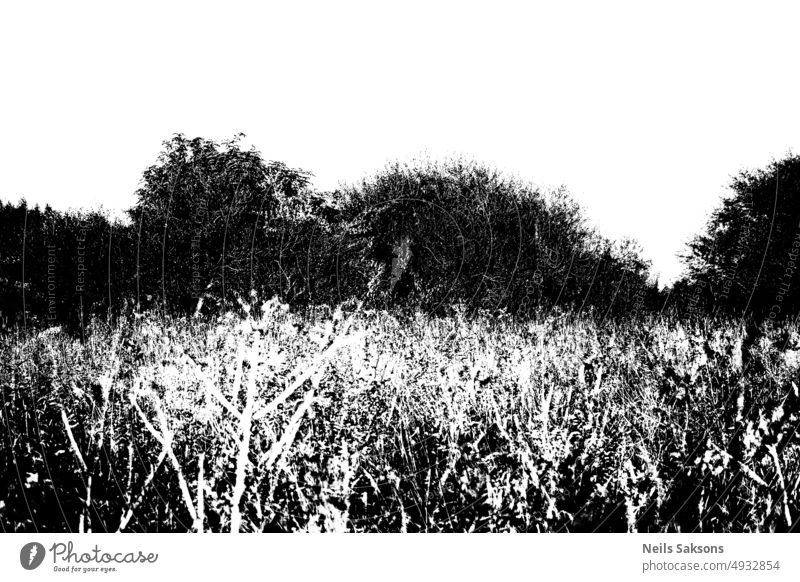 meadow and bushes over and under exposed summer grass black white contrast nature abstract texture white sky black grass deserted clouds mono monochrome