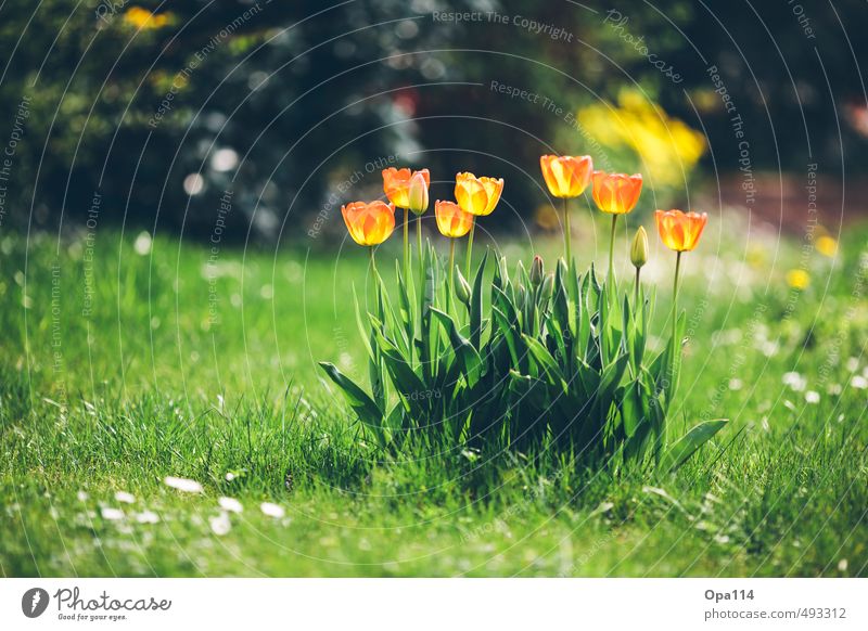 tulips Environment Nature Plant Animal Summer Beautiful weather Blossom Foliage plant Garden Meadow Blossoming Fragrance Green Orange Red Relaxation