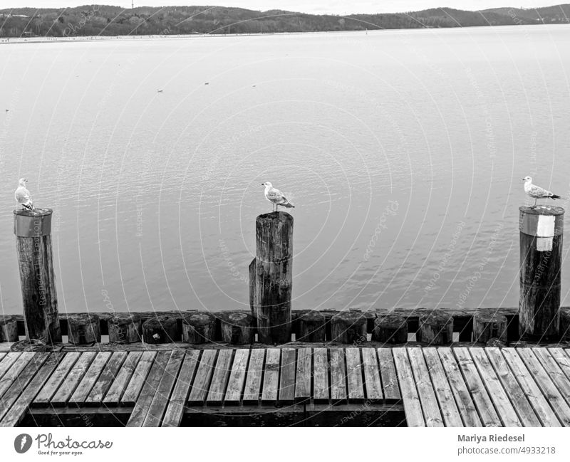 three seagulls each sitting on a wooden pillar, black and white Ocean Seagull piers Black & white photo Wood vacation Moody no people travel Water Summer