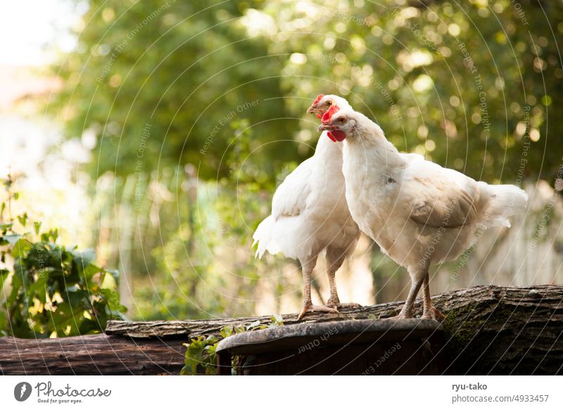 Two hens on the tree trunk Farm animal Animal Fluffy Poultry Feather Garden Nature Free-range rearing Pet Animal portrait chicken Keeping of animals Gamefowl