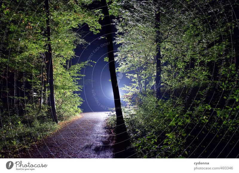 night vision Adventure Hiking Environment Nature Landscape Summer Flower Forest Uniqueness Discover Experience Expectation Exotic Threat Mysterious Belief