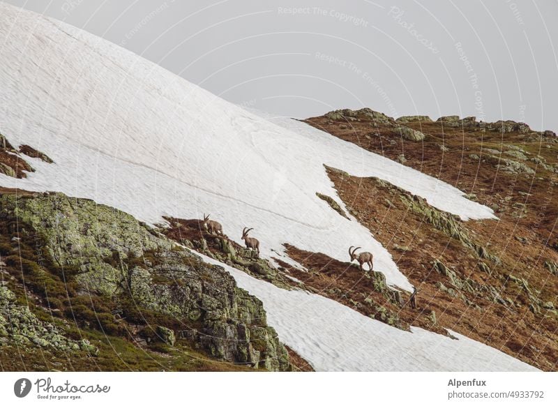 Ascendant Capricorn Mountain Animal Nature Colour photo Landscape Glacier Snow Deserted Exterior shot Alps Peak Herd Snowcapped peak Rock Group of animals Buck