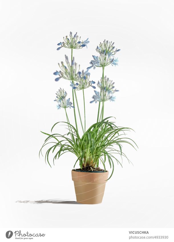 Beautiful potted blue flowers at white background with shadow, front view. beautiful agapanthus flowers pot gardening blooming floral nature leaf flowerpot