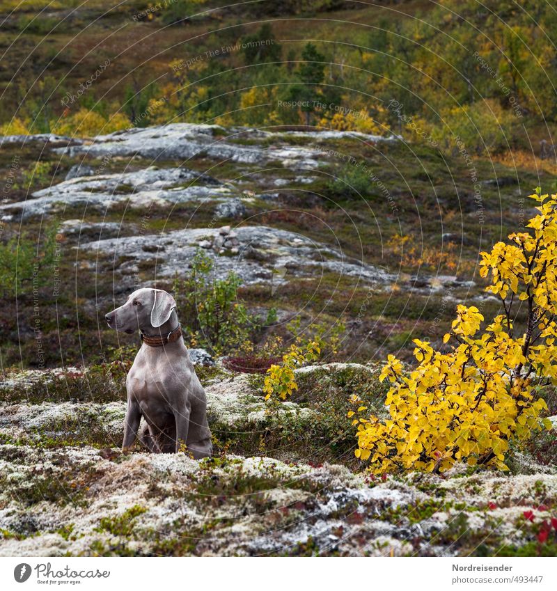 observantly Life Hiking Autumn Forest Rock Mountain Dog Observe Fitness Hunting Esthetic Muscular Multicoloured Passion Love of animals Watchfulness Caution