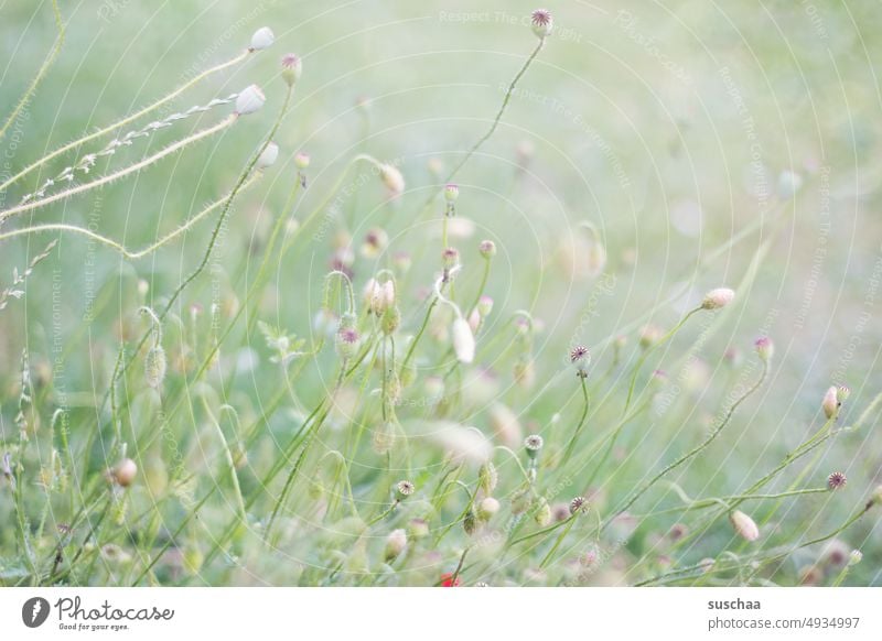 summer meadow Meadow Summer Bright Bright green flooded with light sunny Flower meadow Nature Poppy Plant Meadow flower poppy seed capsules Corn poppy Peaceful