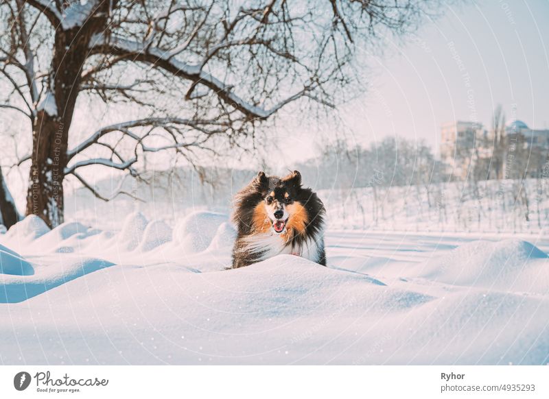 Tricolor Rough Collie, Funny Scottish Collie, Long-haired Collie, English  Collie, Lassie Dog Sitting Outdoors In Summer Day. Portrait - a Royalty  Free Stock Photo from Photocase