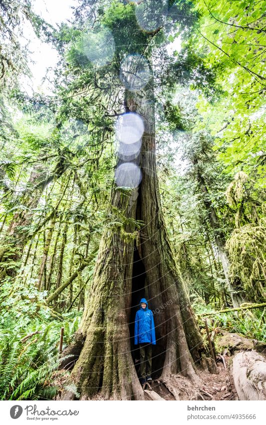 tree house Environment British Columbia Adventure Landscape Wanderlust Far-off places Nature Fantastic Vacation & Travel North America trees Forest Canada