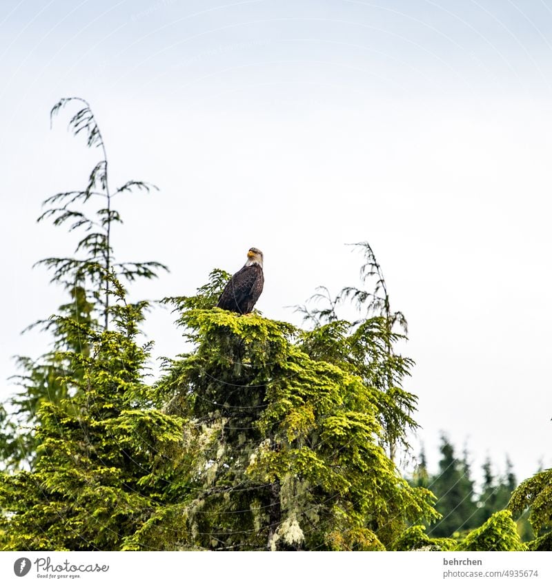 Royal British Columbia Animal protection Love of animals Animal face Sublime Vancouver Island Canada predator bird of prey Majestic Bald eagle Wanderlust