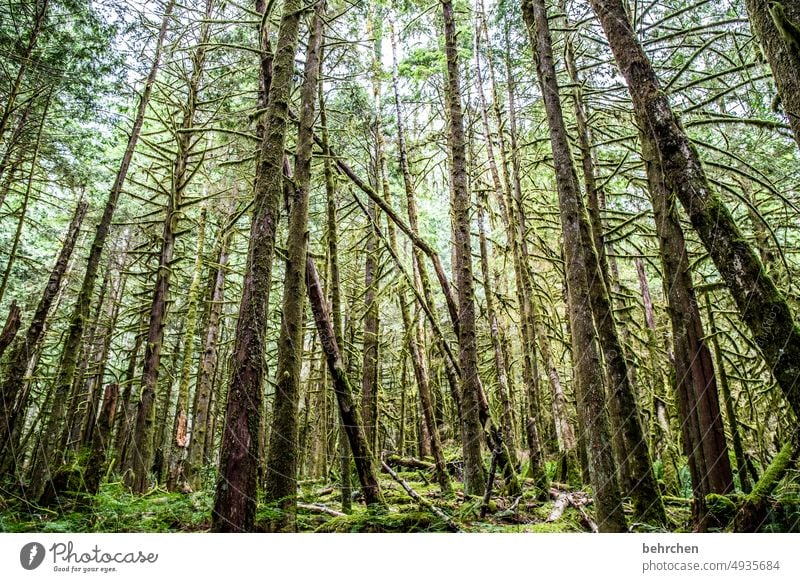 forest stories Wanderlust especially Vacation & Travel Forest Canada trees Landscape North America Nature Adventure British Columbia