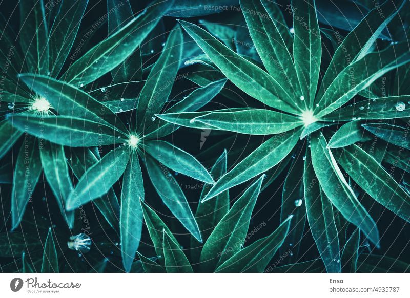 Plants leaves moody background, green blue green dark foliage texture plants pattern photo wet dew water drops droplets night floral nature natural leaf garden