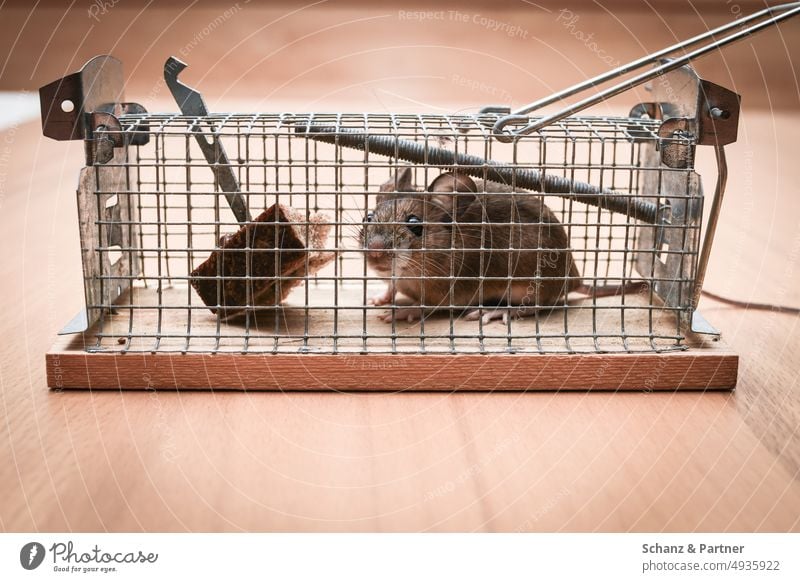 Closeup of rat mouse caught in rat trap cage Stock Photo