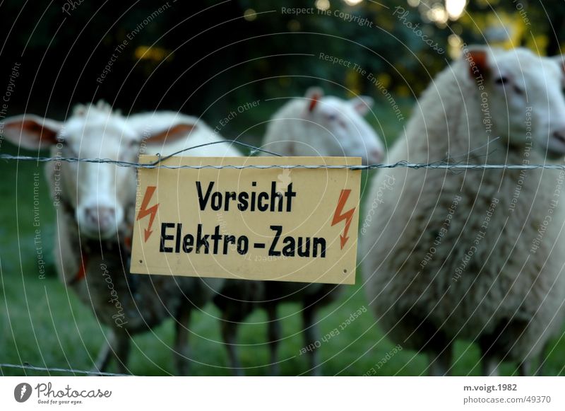 captives Colour photo Deep depth of field Looking into the camera Lightning Meadow Farm animal Sheep 3 Animal Group of animals Electrified fence Signage