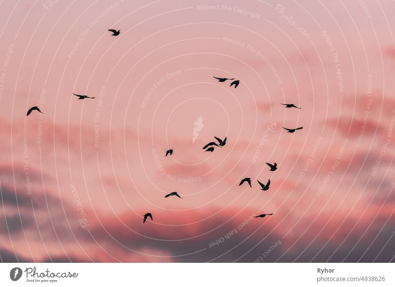Flocks Of Wild Forest Birds Common Starling Flying In Spring Sunset Sunrise Orange Sky. Belarus,  Belarusian Nature, Wildlife European starling Sturnidae