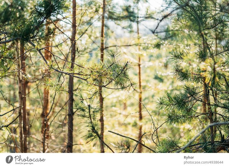 Young Spring Green Pine Needles Growing In Branch Of Forest Tree In Sunny Spring Day beautiful beauty beginning branch close closeup coniferous