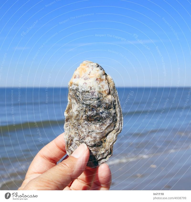 Half of an oyster shell North Sea Ocean Water soft waves Beautiful weather Blue sky Horizon Beach Mussel shell shell collect oysters varieties