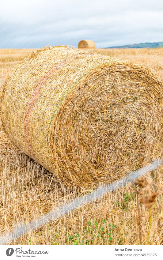 Hay rolls in the field hay harvest farm grass wheat bale crop farmland stack haystack field of hay straw round farming golden yellow agriculture summer