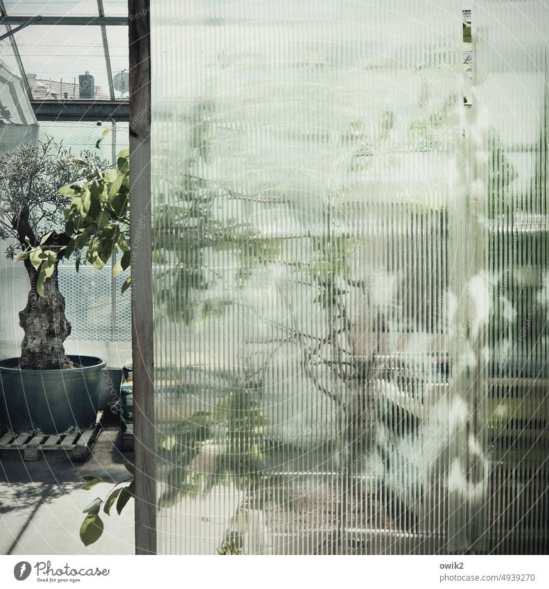 Separation lines Pane textured glass blurriness Glass leaves Market garden Structures and shapes Transparent Horticulture Glass wall Window daylight Still Life