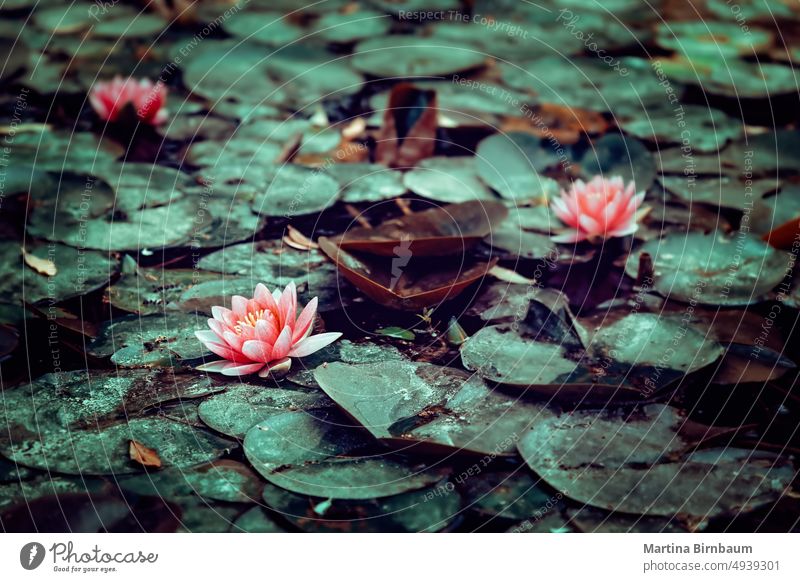 Beautiful pond full of pink waterlilies nature green leaf waterlily lake aquatic plant background blooming flower surface floral botanical petal botany