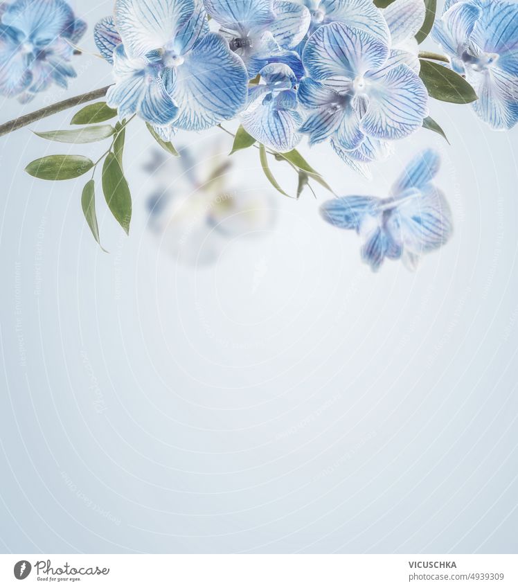 Blue orchids flowers border at pastel colored background. blue floral backdrop front view copy space beautiful bloom blooming blossom concept creative frame