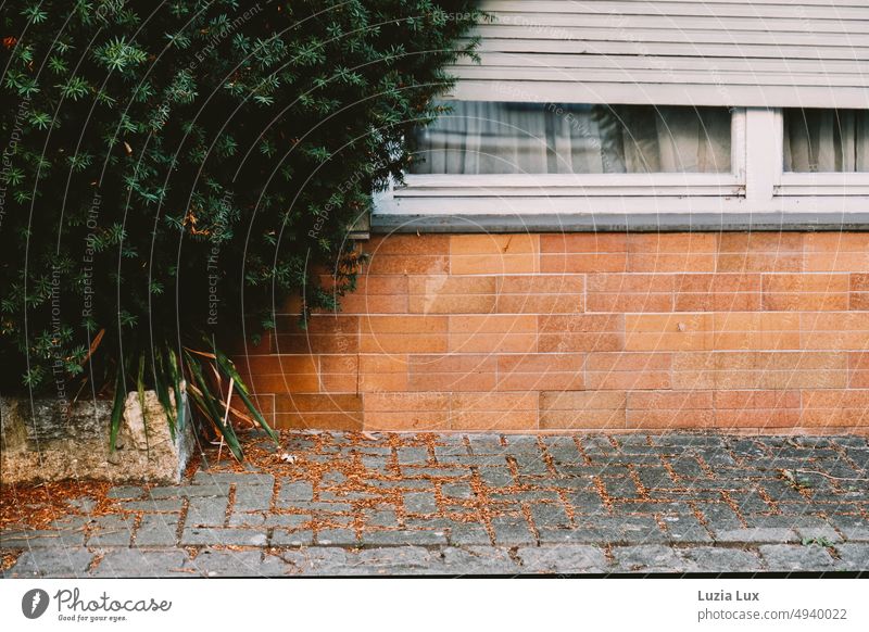 Evergreen hedge proliferates despite tiny front bed, already occupies the window Hedge Roadside Green Deserted Autumn Start of autumn Limp hedges foliage